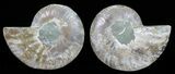 Polished Ammonite Pair - Agatized #56276-1